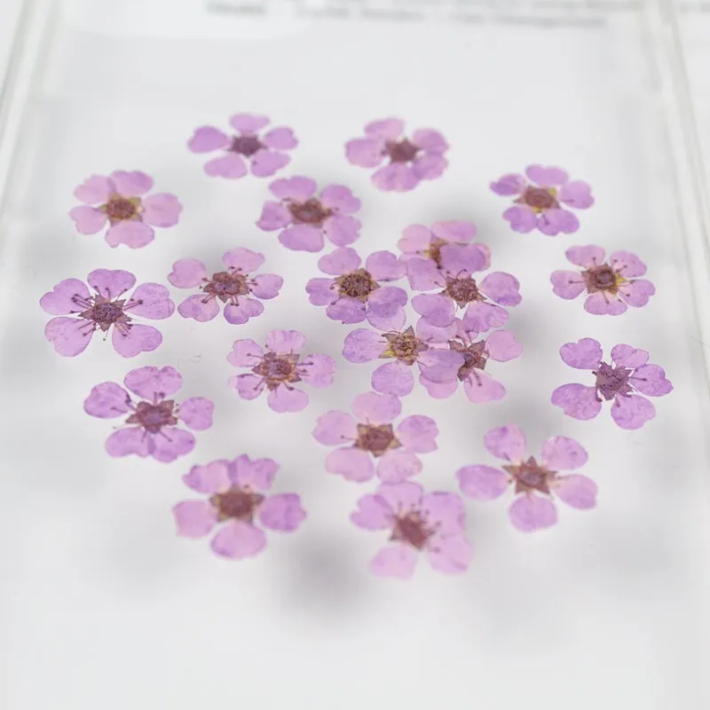 Vopsit Mici Narcise Perla Prune Uscate Flori Presate Flori Floare Reală Manichiura Diy Manual Lipici Bijuterii