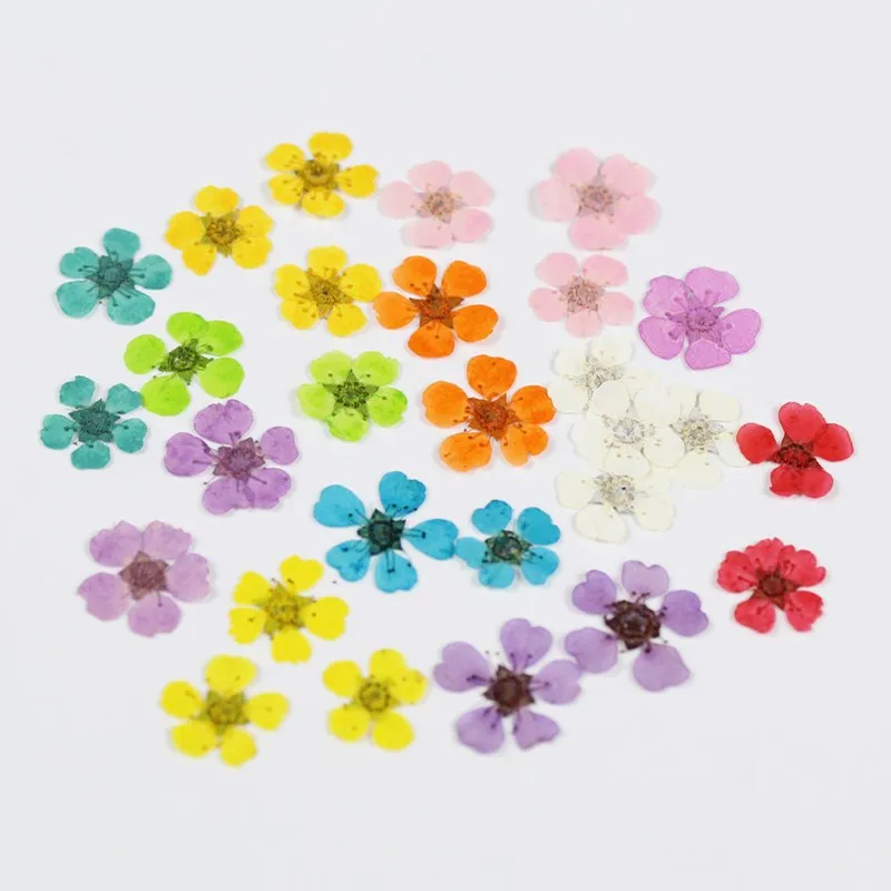 Vopsit Mici Narcise Perla Prune Uscate Flori Presate Flori Floare Reală Manichiura Diy Manual Lipici Bijuterii
