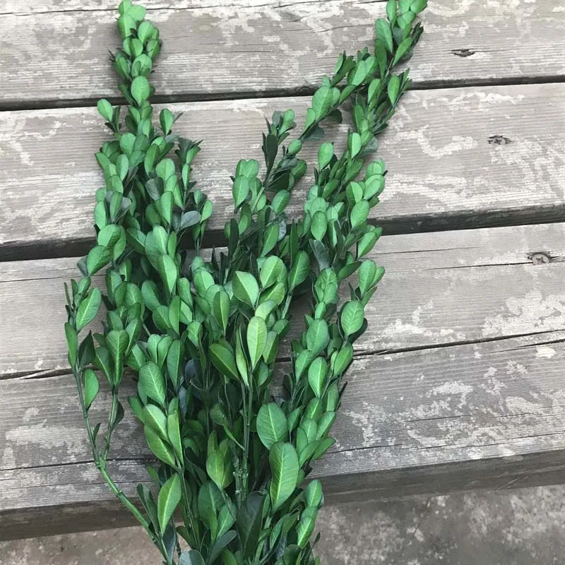 50g Real Uscate Conservate Buxus Sinica Veșnică Frunze Mici,Uscate Naturale Proaspete pentru Totdeauna Cimișir Flori Ramuri Pentru Decor Acasă