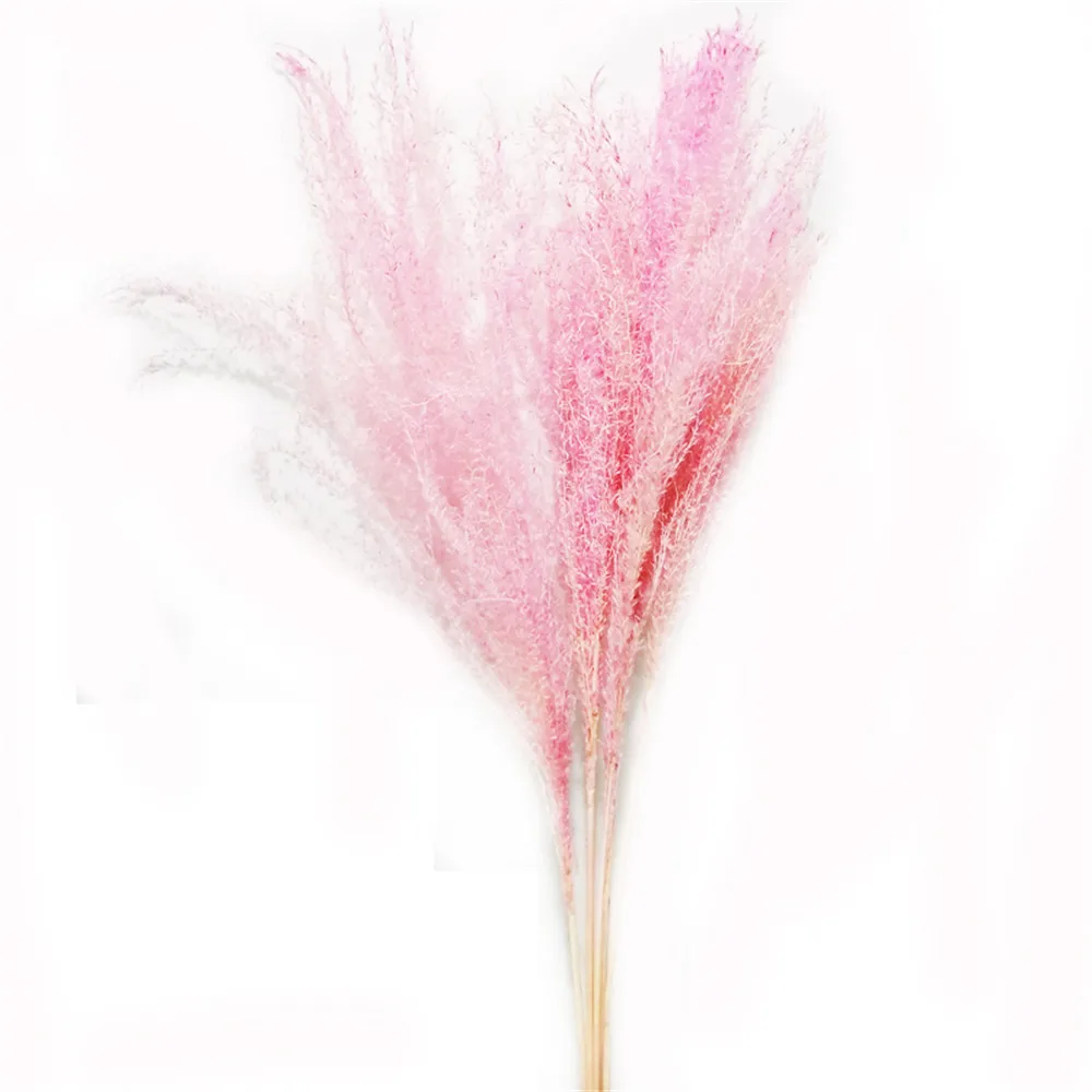 10buc decor Nunta alb roz iarbă de pampas naturale, uscate, phragmites flori decor acasă Naturale uscate buchet de flori uscate