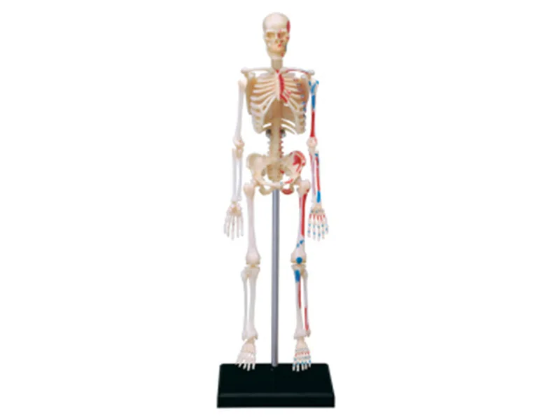 4d Schelet Uman Anatomie Model Schelet Asamblarea puzzle Jucărie Medicale Ajutor în Predare Laborator Echipamente Educație master