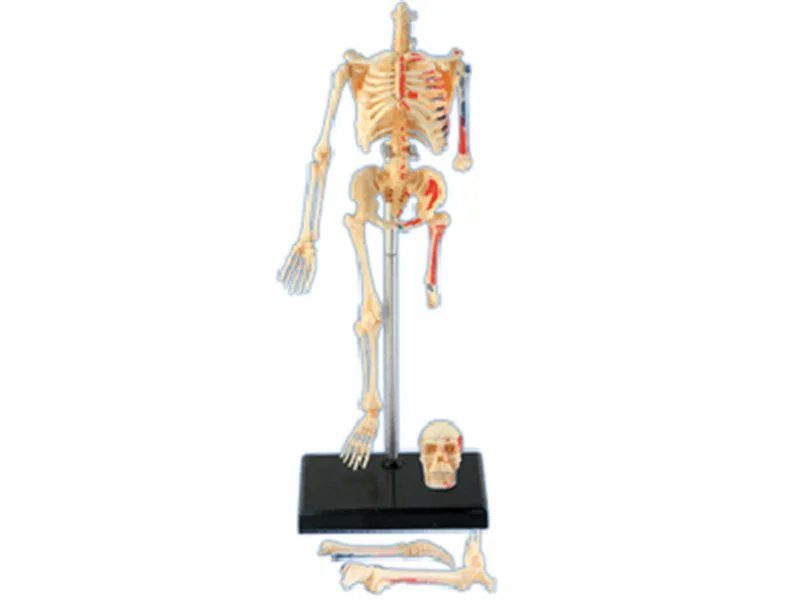 4d Schelet Uman Anatomie Model Schelet Asamblarea puzzle Jucărie Medicale Ajutor în Predare Laborator Echipamente Educație master
