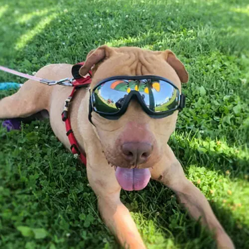 Moda Câine de Companie Solid de Protecție Motocicleta Ochelari de protectie UV ochelari de Soare Pentru Câini de talie Mare Uzura
