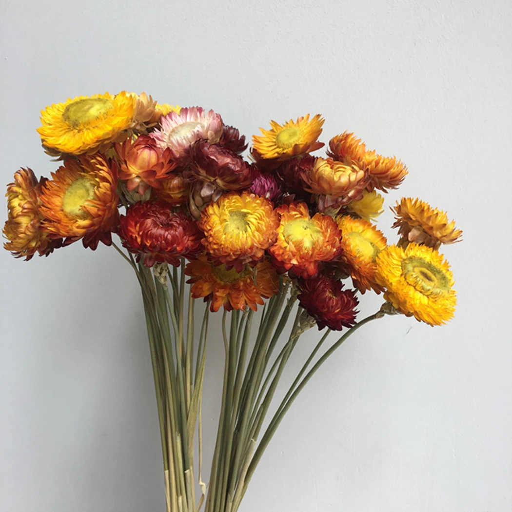 1 Buchet De Flori Uscate de Ramură Coreopsis Decor DIY Naturale, Flori Uscate Acasa, Ornamente din Plante Uscate Stem Petrecere de Nunta Decor