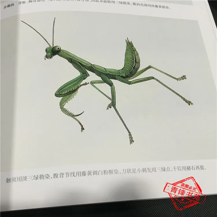 Învățarea Tradițională Chineză Pictura Carte de Iarbă și insecte Pictura 70Pages