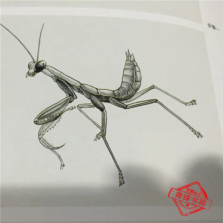 Învățarea Tradițională Chineză Pictura Carte de Iarbă și insecte Pictura 70Pages
