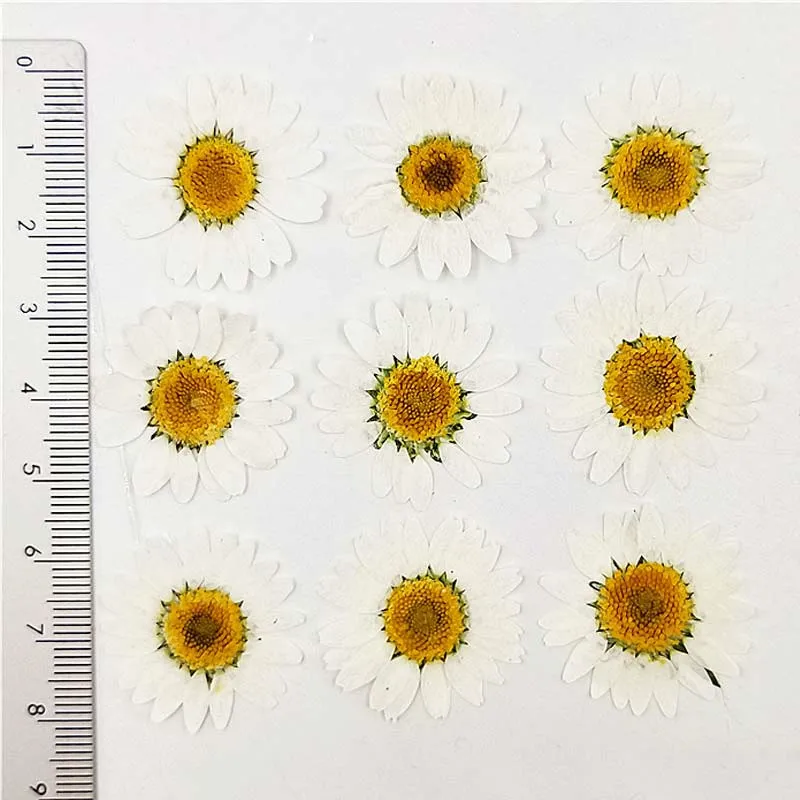 Colorant Alb Crizantema Daisy Decoratiuni floare Presată 3 Diferite Dimensiuni transport gratuit 1 lot / 120 buc