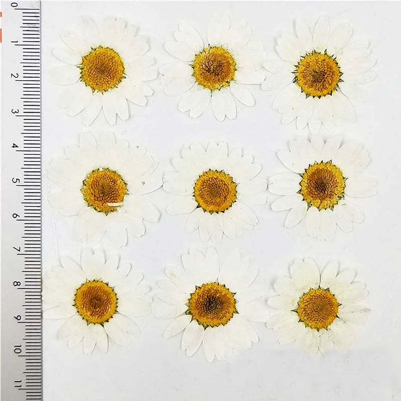 Colorant Alb Crizantema Daisy Decoratiuni floare Presată 3 Diferite Dimensiuni transport gratuit 1 lot / 120 buc