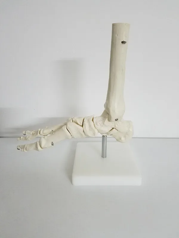 1:1 Dimensiunea De Viață Comun Picior Model De Om Schelet Modele Umane Os De La Picior Si Glezna Model De Viață Dimensiune Medicale Anatomice Ale Scheletului Model