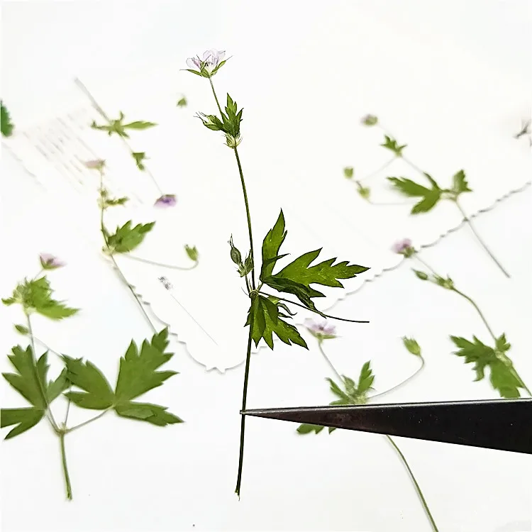 6-9cm/16pcs,culori Naturale Presate Agrimonia pilosa cu stem,Veșnică plante pentru DIY Marcaj Carduri Cadou,coajă de telefon decor