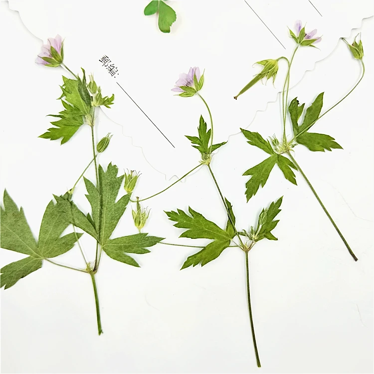 6-9cm/16pcs,culori Naturale Presate Agrimonia pilosa cu stem,Veșnică plante pentru DIY Marcaj Carduri Cadou,coajă de telefon decor