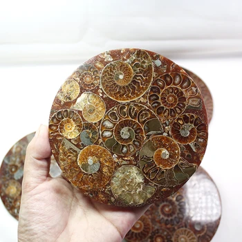 Runyangshi 11-12cm Naturale Amonit Disc Fosili Scoica Specimen de Vindecare +Sta 1buc